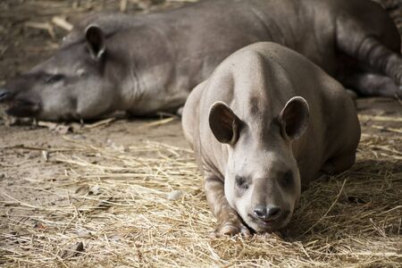 Tapir  / Brazilian Tapir , Found in South Americaの写真素材