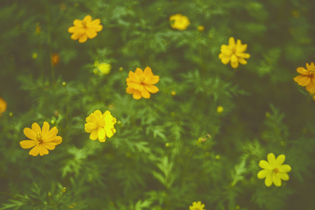 Yellow Tropical flowers with film filterの写真素材