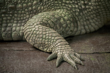 Albino Crocodile front leg  / Skin is white , nearly extinct , found in Southeast Asiaの写真素材