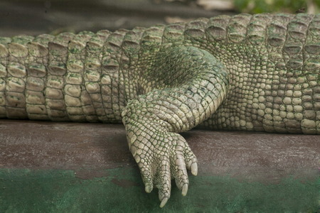 Albino Crocodile back leg  / Skin is white , nearly extinct , found in Southeast Asia