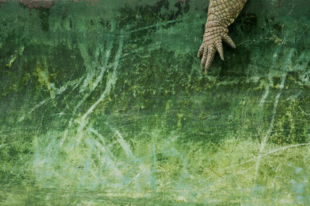 Albino Crocodile leg and green backgroundの写真素材