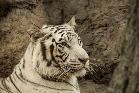 White tiger
