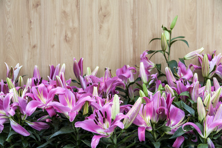 Purple lilies  / Garden lilies , purpleの写真素材