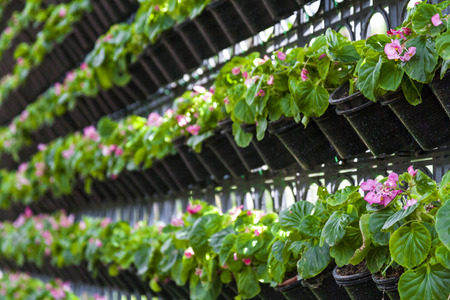 Wallpaper potted plants / Wall are decorated with potted plants