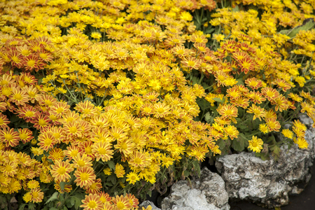 Beautiful yellow flowers and decorated with stonesの写真素材