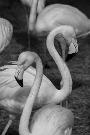 American Flamingos  /  Black and white art photographyの写真素材