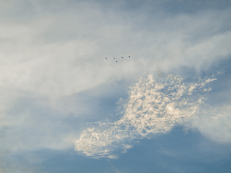 Cloudy, blue sky , Birds flying in the sky / The tropical skyの写真素材