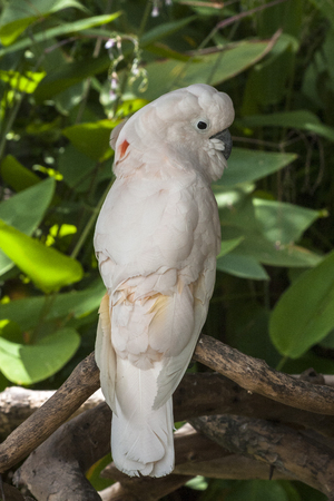 White Cockatoo / White cockatoo perched on a branchの写真素材