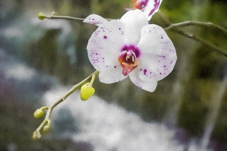 Orchid  watercolor  / watercolor photo art effect / photo art effectの写真素材