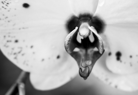 Black and white  Photography  : orchid / Orchid Black and white  Photography