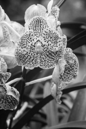Black and white  Photography  : orchid / Orchid Black and white  Photography