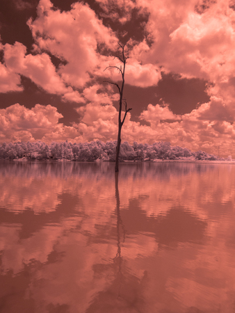 infrared fine art photography landscape : surreal infrared art photographyの写真素材