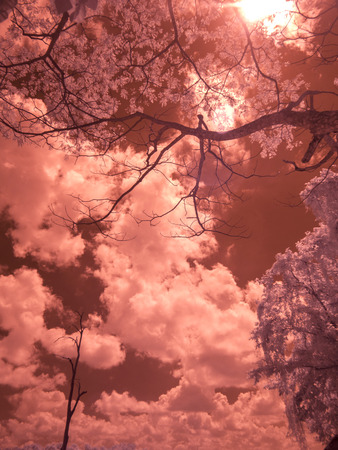 infrared fine art photography landscape : surreal infrared art photographyの写真素材