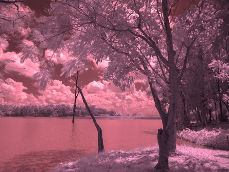 infrared fine art photography landscape : surreal infrared art photographyの写真素材