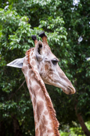 Giraffe ; Head and neck of a giraffeの写真素材