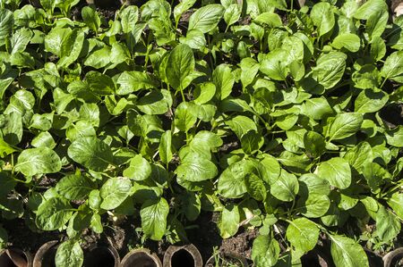 Background image leaves ; Vegetable plantsの写真素材