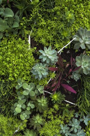Background image leaves ; Vegetable plantsの写真素材