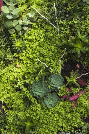 Background image leaves ; Vegetable plantsの写真素材