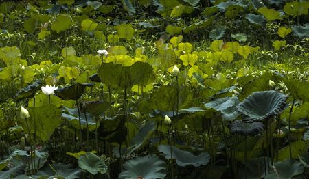 Lotus flower in the pond / Lotus flowers in a tropical poolの写真素材