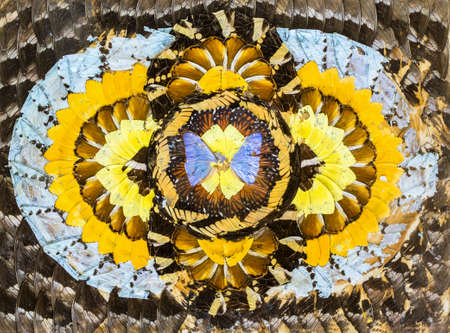 Abstract image, butterfly wings / Butterfly wing background
Collage of butterfly wingsの写真素材