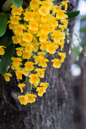 Yellow orchid , Tropical orchid 
Yellow orchids from Thailand / Dendrobium  lindleyi  Steudの写真素材