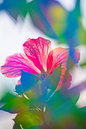 colorful hibiscus flowers in summerの写真素材