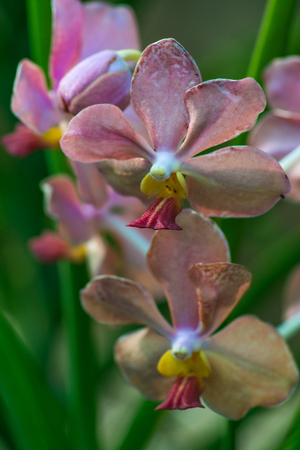 Orchid. pink orchid. Orchid is queen of flowers. Orchid in tropical garden. Orchid in nature. Orchid, orchid, orchid, orchid.の写真素材
