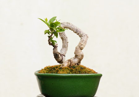 Miniature bonsai tree in white backgroundの写真素材