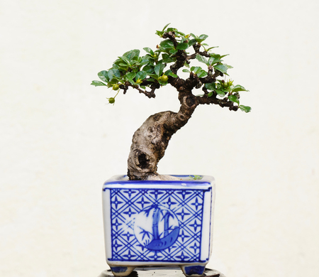 Miniature bonsai tree in white backgroundの写真素材