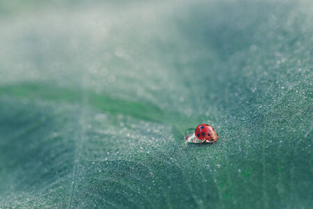 lady bug on leaf water dropsの写真素材