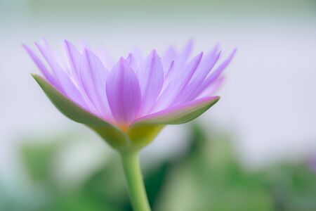 Pink lotusの写真素材