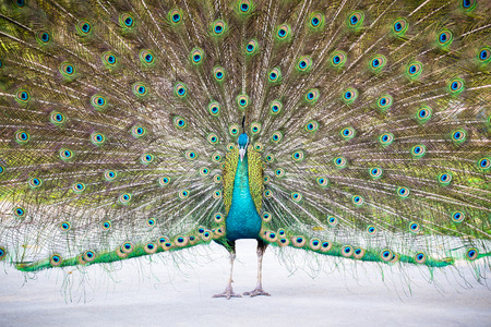 Peacock in full feather, peafowlの写真素材