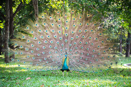 Peacock in full feather, peafowlの写真素材