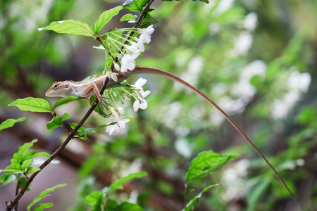 chameleon of Thailandの写真素材