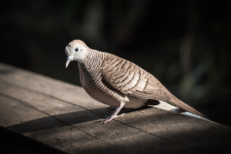 dove, pigeonの写真素材