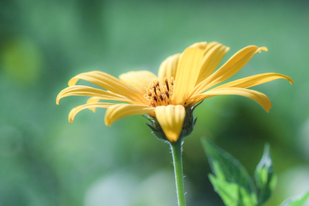 Yellow flowers