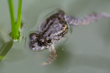 little frog floatの写真素材