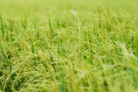Rice fieldの写真素材