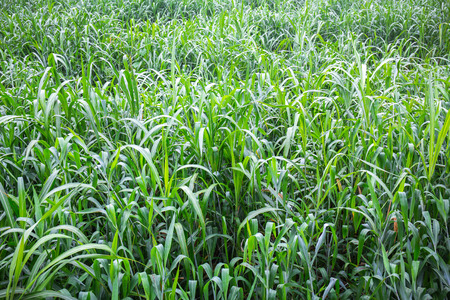 The grass in the parkの写真素材