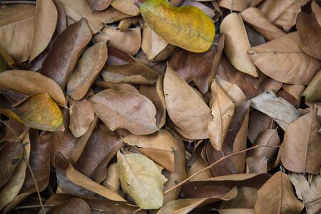 leaves brown fall on the ground.の写真素材