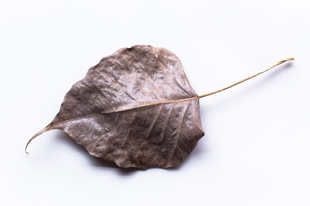 dry leaf from Bodhi Tree from india, Banyan Tree dry leaf, on white backgroundの写真素材