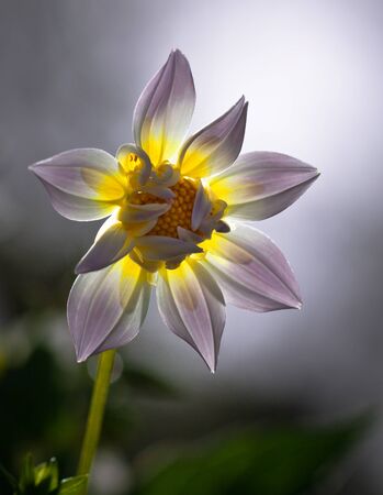 flowerの写真素材