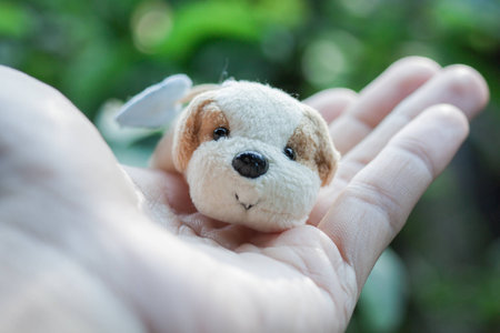 little dog on handの写真素材