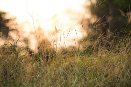 Abstract nature background with grass in the meadow and sunsetの写真素材