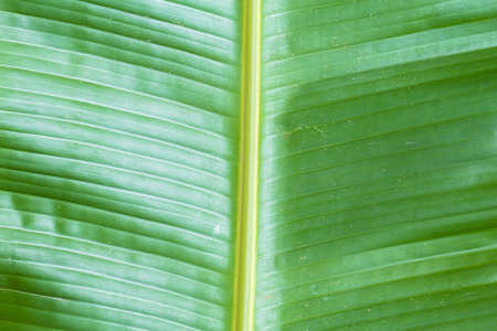 Texture background of dark green banana leafの写真素材
