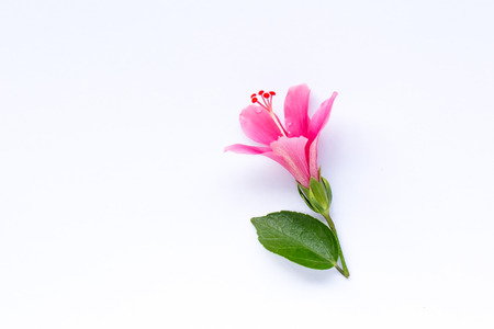 Pink hibiscus flower blossom on white backgroundの写真素材