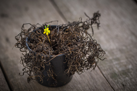 vintage abstract dried plant and new Generating of yellow flower. wood backgroundの写真素材