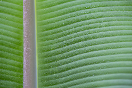 Banana leaves backgroundの写真素材