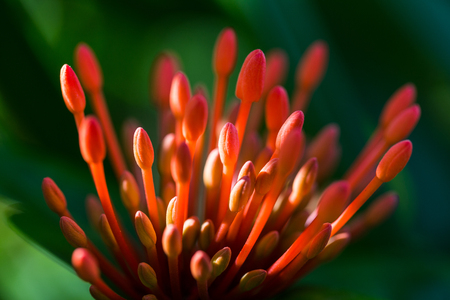 flowers redの写真素材