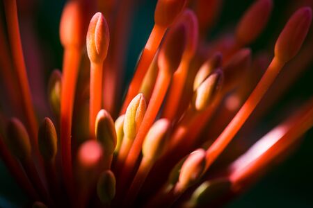 flowers redの写真素材